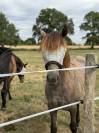 Ponette