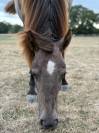 Ponette