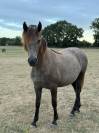 Ponette