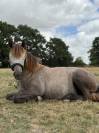 Ponette