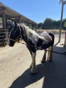 irish cob/ tinker de 15 ans à vendre 