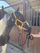 irish cob/ tinker de 15 ans à vendre 