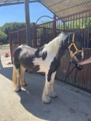 irish cob/ tinker de 15 ans à vendre 