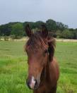 Cheval 2,5 ans pour loisir