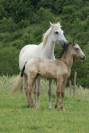 Poulain Pur Sang Lusitanien 3 mois