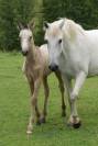 Poulain Pur Sang Lusitanien 3 mois