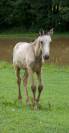 Poulain Pur Sang Lusitanien 3 mois