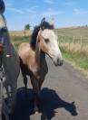 Poulain Pur Sang Lusitanien 4 mois