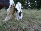 Magnifique mâle Irish Cob plein papier.