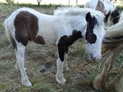 Magnifique mâle Irish Cob plein papier.