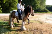 Magnifique mâle Irish Cob plein papier.