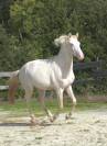 Cheval Pur sang lusitanien 3 ans Cremello