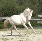 Cheval Pur sang lusitanien 3 ans Cremello