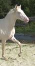 Cheval Pur sang lusitanien 3 ans Cremello