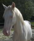 Cheval Pur sang lusitanien 3 ans Cremello