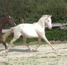 Cheval Pur sang lusitanien 3 ans Cremello