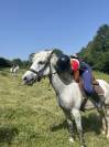 Ponette Camargue 5 ans 