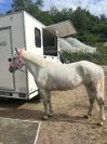 Ponette Camargue 5 ans 