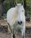 Cheval oc lusitanien
