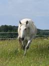 Cheval oc lusitanien