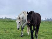 Cheval oc lusitanien
