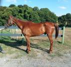 Hongre trotteur français 7 ans