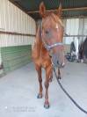 Hongre trotteur français 7 ans