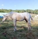 Poulain Appaloosa Palomino