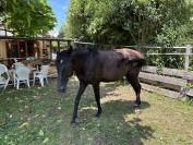 Cheval Anglo Arabe 