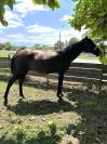 Cheval Anglo Arabe 