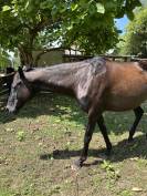 Cheval Anglo Arabe 