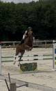 Jument zangersheide de 7 ans 