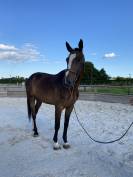 Hongre Zangersheide – 5 ans 