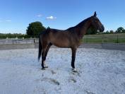 Hongre Zangersheide – 5 ans 