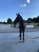 Hongre Zangersheide – 5 ans 