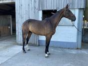 Hongre Zangersheide – 5 ans 