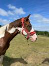 Cheval Paint horse