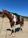 Cheval Paint horse