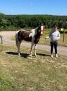 Cheval Paint horse