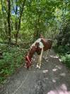 Cheval Paint horse