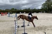 Hongre 6 ans SF idéal Amateur