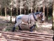 Jument trait belge de 3 ans