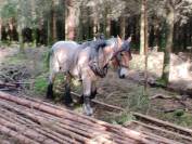 Jument trait belge de 3 ans