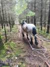 Jument trait belge de 3 ans