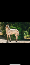 Cheval de sport AES