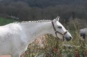 Karwin poney D 