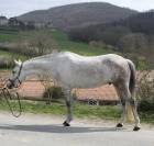 Karwin poney D 
