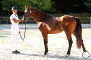 PONEY FRANCAIS DE SELLE 