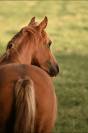 Ponette taille C PFS 7 ans 
