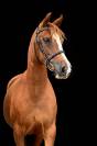 Ponette taille C PFS 7 ans 